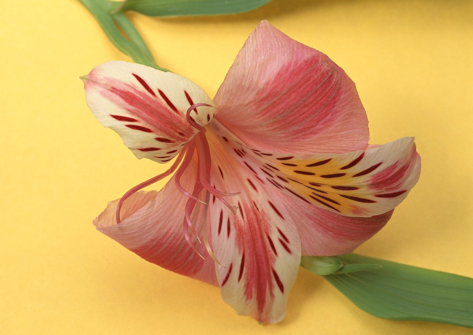 Beautiful pink lily