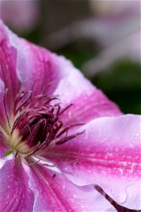 clematis