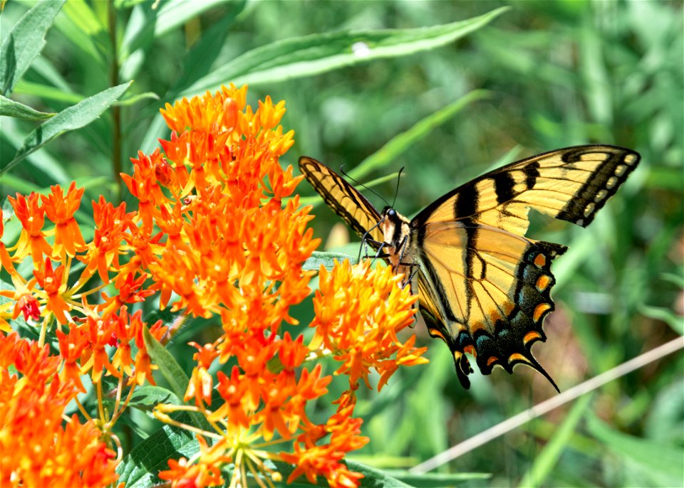 Eastern Tiger Swallowtail