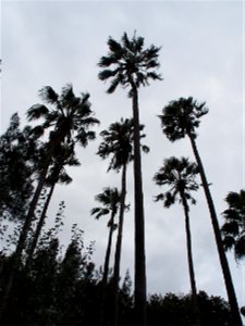 Lawson Park VI II