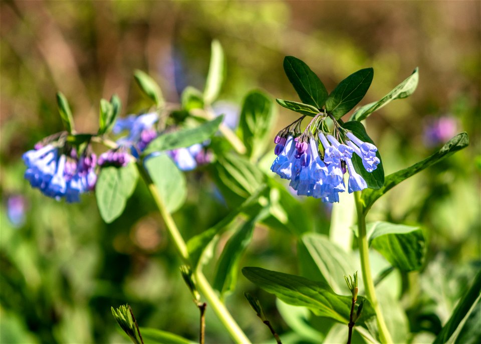 Virginia Bluebells (Mertensia virginica) photo