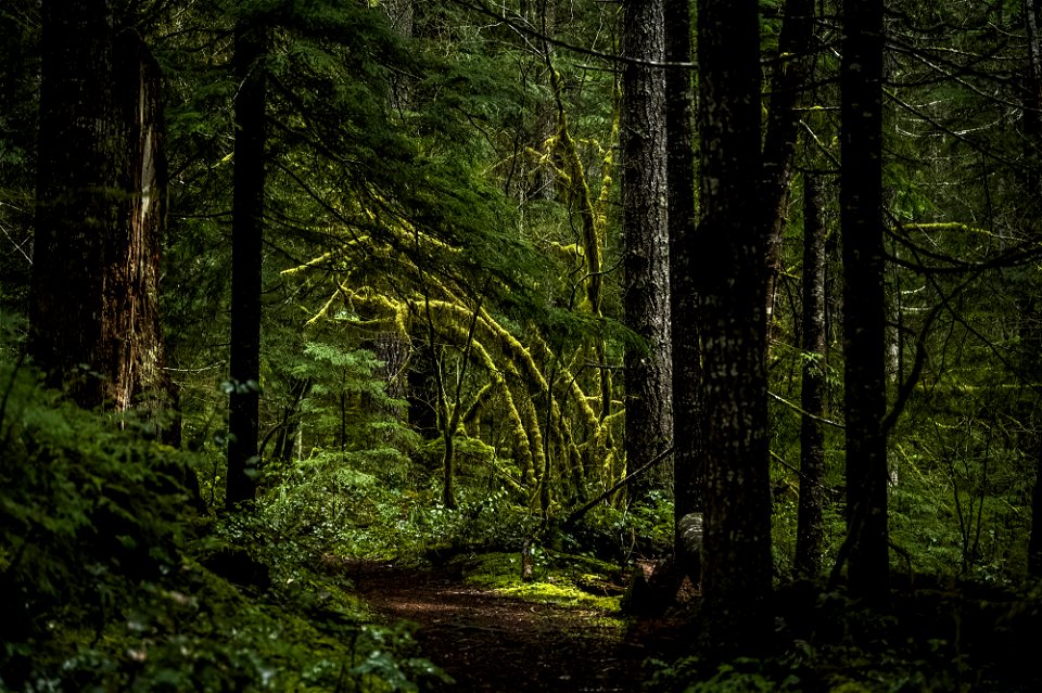 Mossy trail_GiffordPinchot_7ehfrr