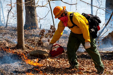 Firefighter Conducting a Prescribed Burn photo