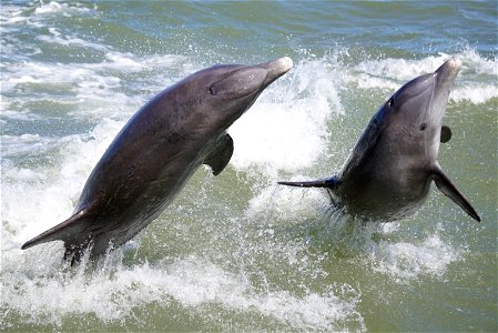 Bottlenose Dolphins photo