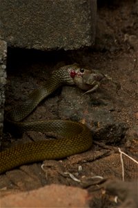 Rat snake eat frog photo
