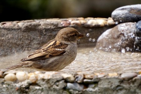 House Sparrow | Female photo
