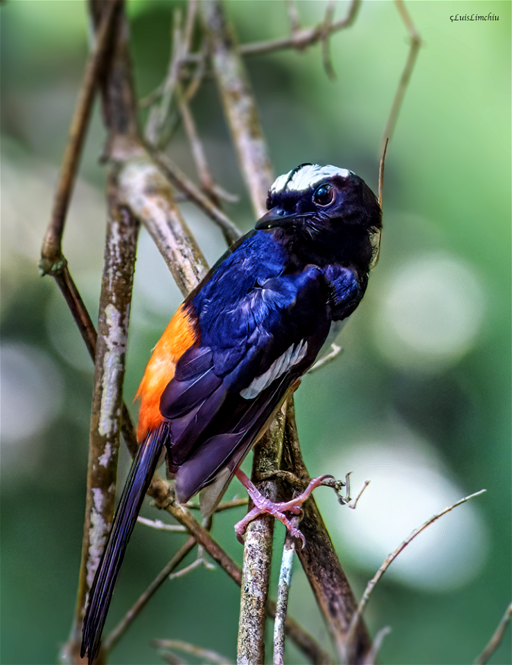 white-browed-shama
