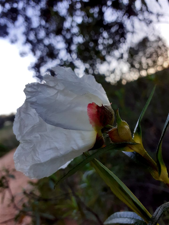 Envés de una flor 2