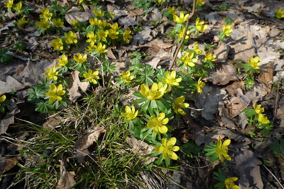 Anemone ranunculoides