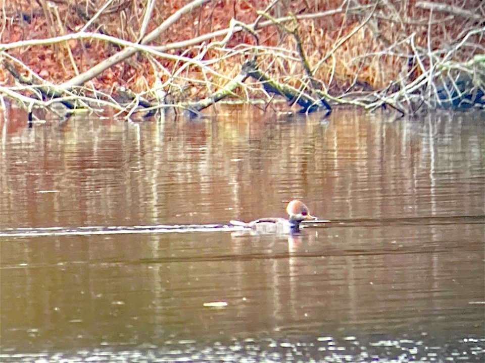 Female Merganser