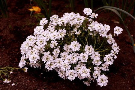 Requirement 4 - WHITE BALANCE