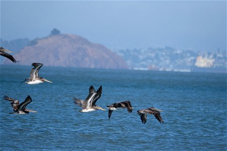 Brown Pelicans, Corte Madera, California photo