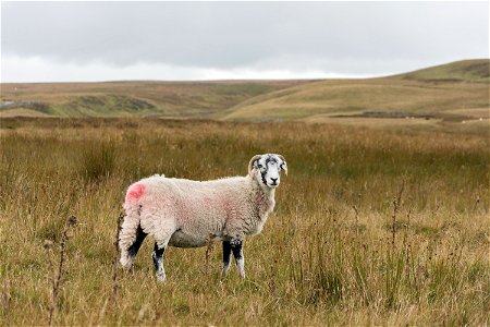 Swaledale Sheep photo