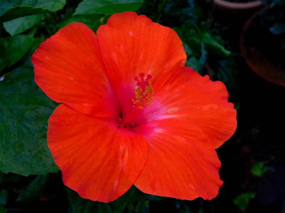 China rose