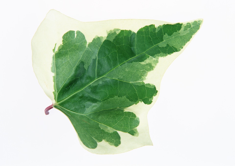 I took ivy in a white background.