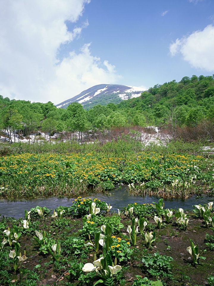 Summer landscape with river and mountain snow.