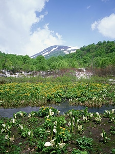 Summer landscape with river and mountain snow.