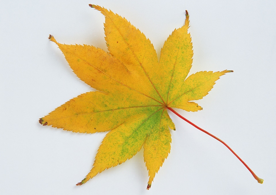 Yellow autumn leaves