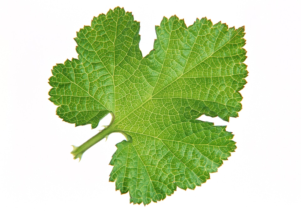 green leaf isolated on white background