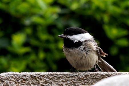 Black-capped Chickadee