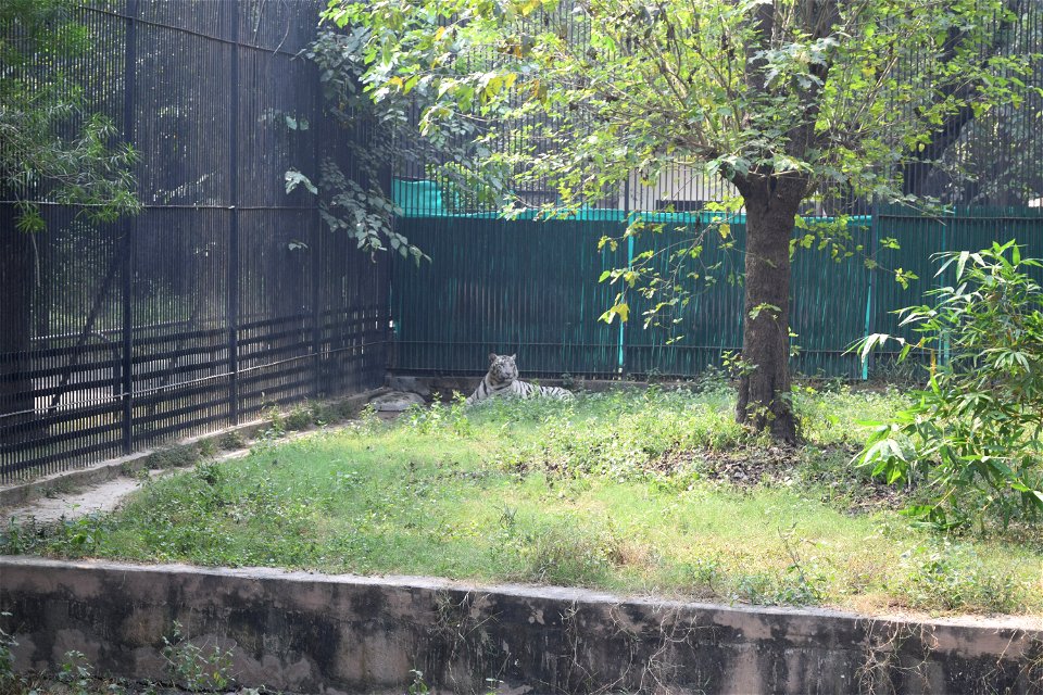 Panthera tigris