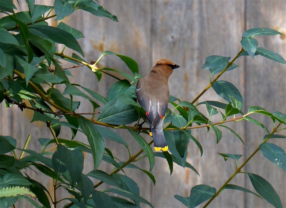 Cedar Waxwing