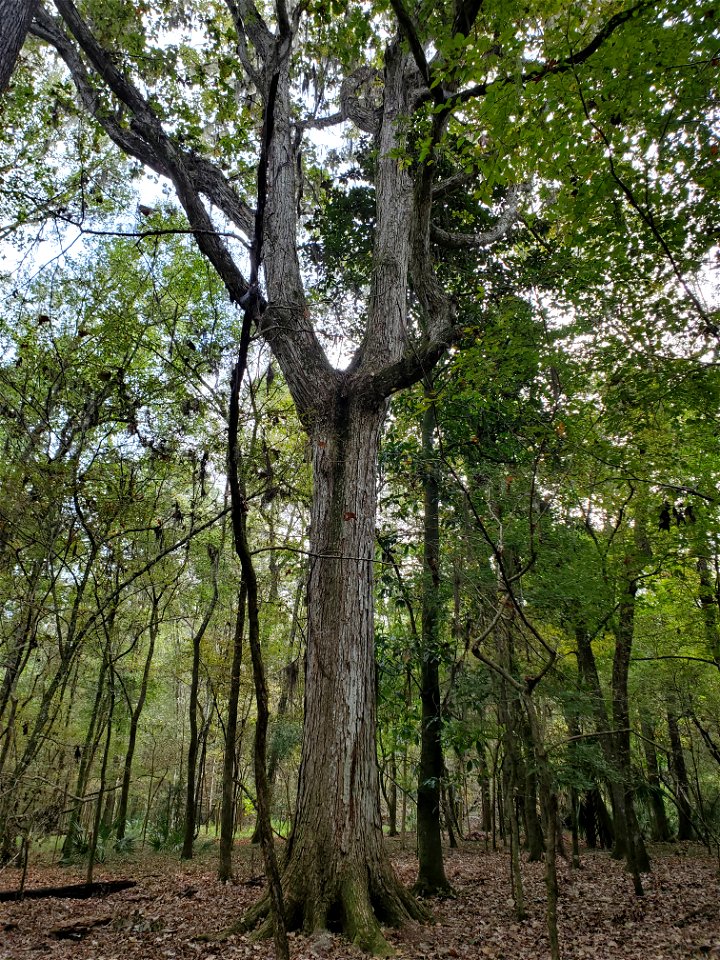 2022-10-11 Swamp chestnut oak (Quercus michauxii), San Felasco Hammock