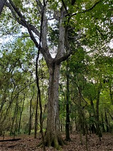 2022-10-11 Swamp chestnut oak (Quercus michauxii), San Felasco Hammock photo