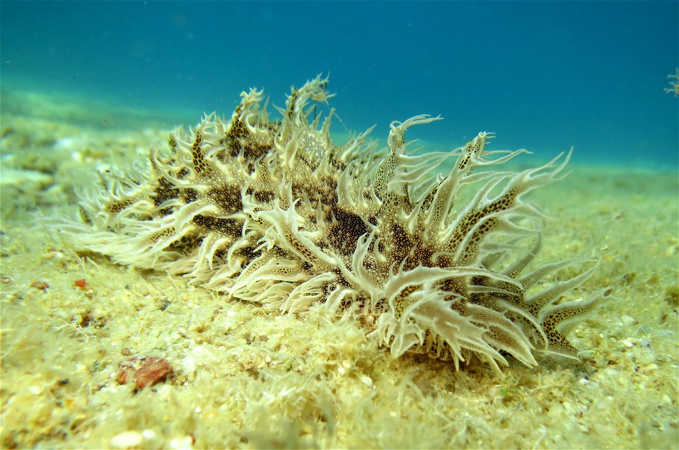 Ragged sea hare (Bursatella leachii)