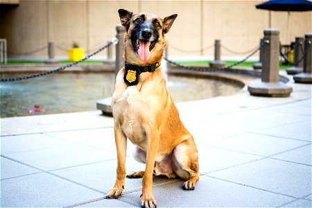 FBI Police K9