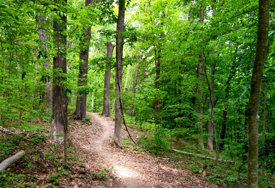 Baileys Trail System - Holler Collar Trail photo