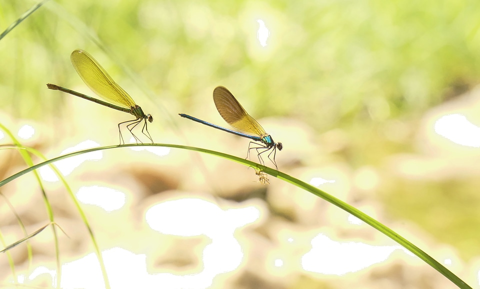 Yellow dragonfly Libellula drepressiosa Libellule