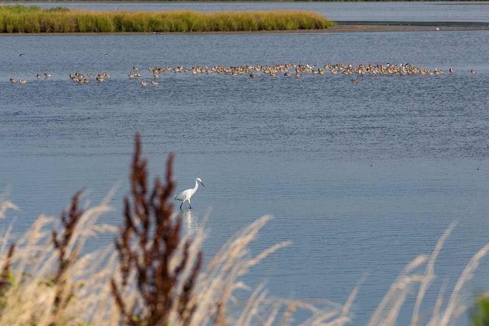 Chincoteague National Wildlife Refuge