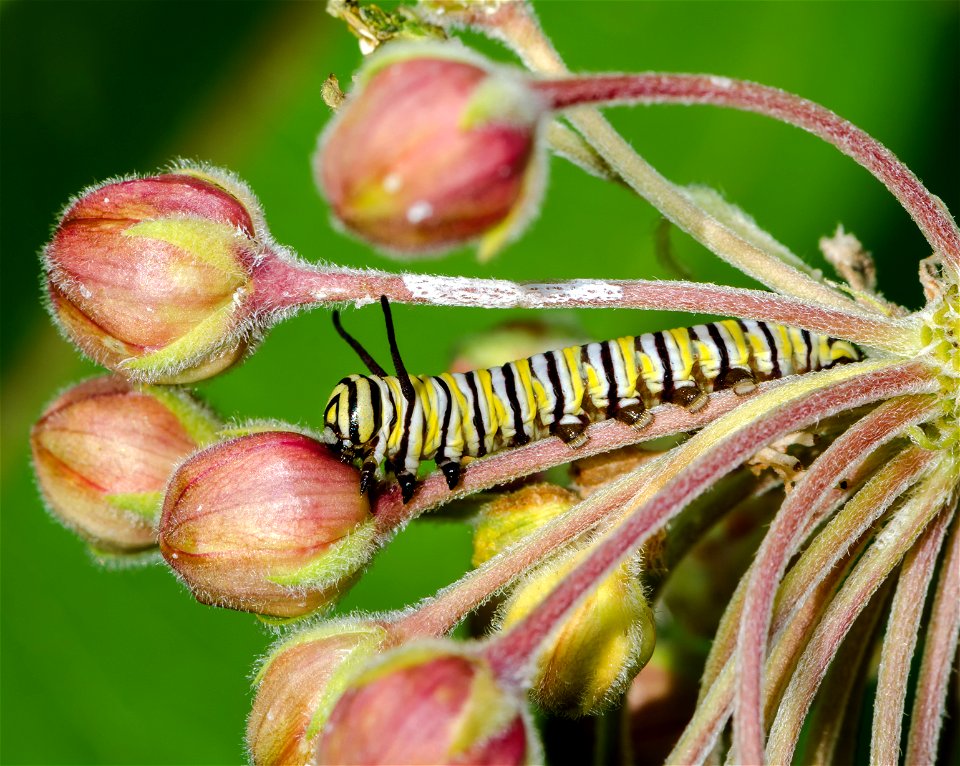Monarch Caterpillar