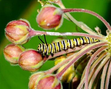 Monarch Caterpillar photo