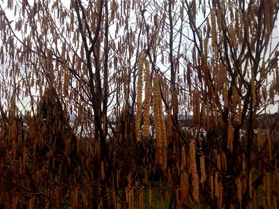 Hazelnut tree
