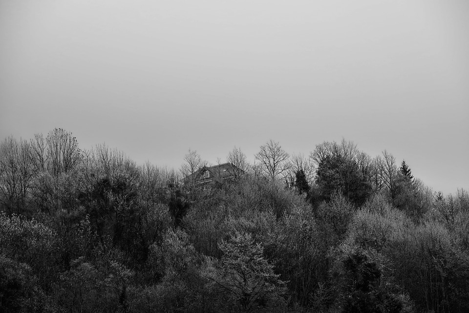 Black and white forest in fog