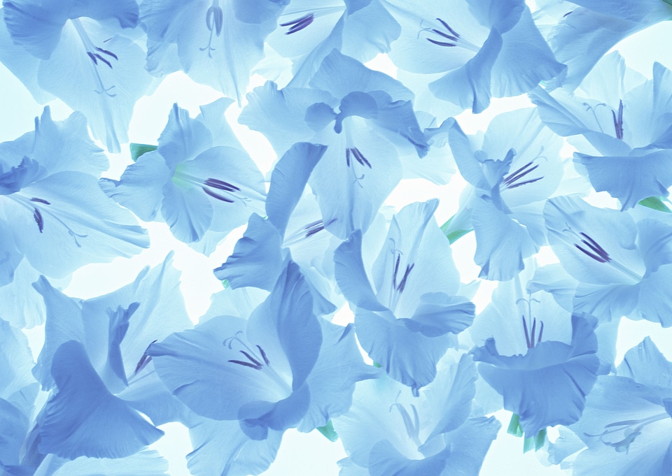 Blue lily flower pattern