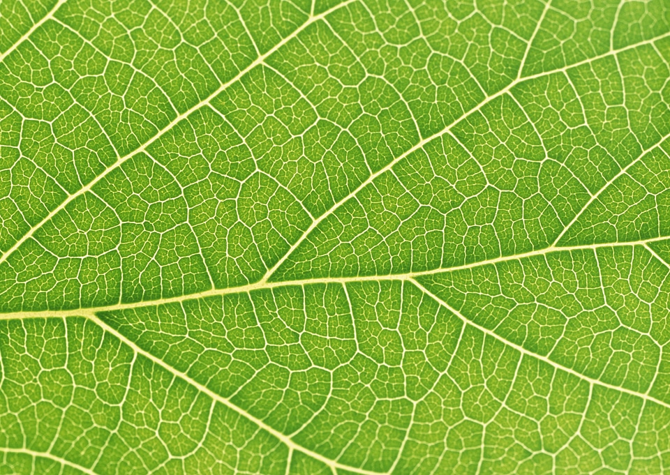 Fresh dreen leaf texture