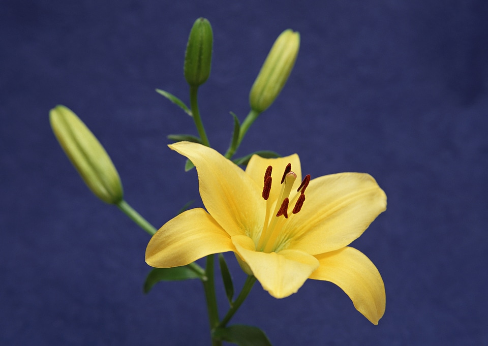 easter lily flower