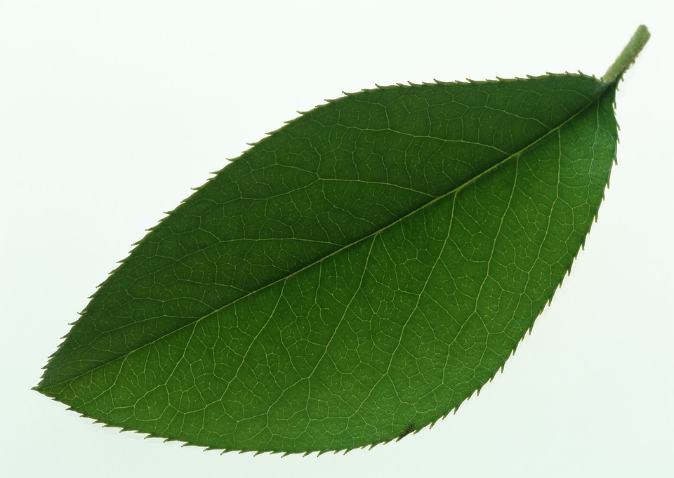 Single isolated leaf on a white background