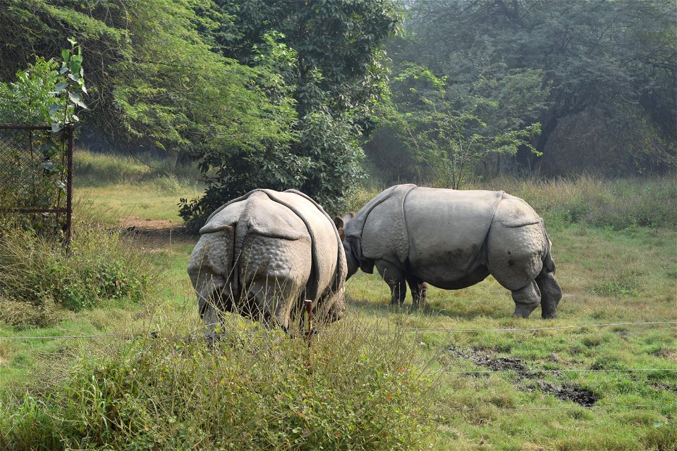 Rhinoceros unicornis
