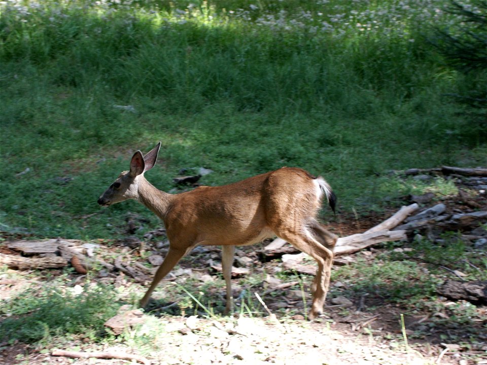 California Mule Deer