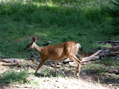 California Mule Deer photo