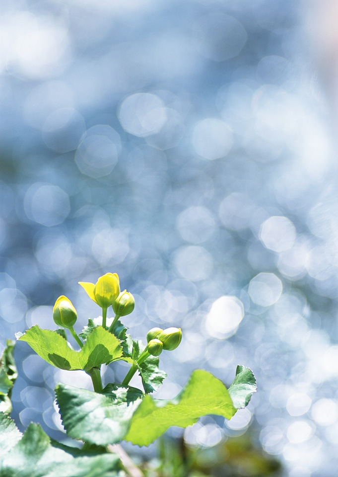 Macro image of vibrant buttercups in wildflower meadow landscape