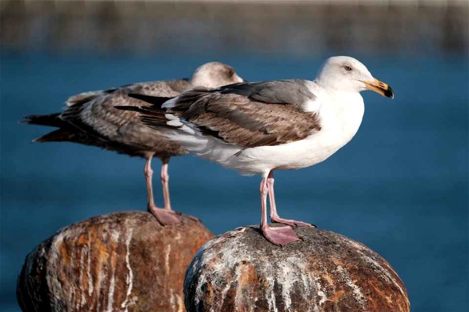 Sea Gulls, Golden Gate Bridge, San Francisco, CA