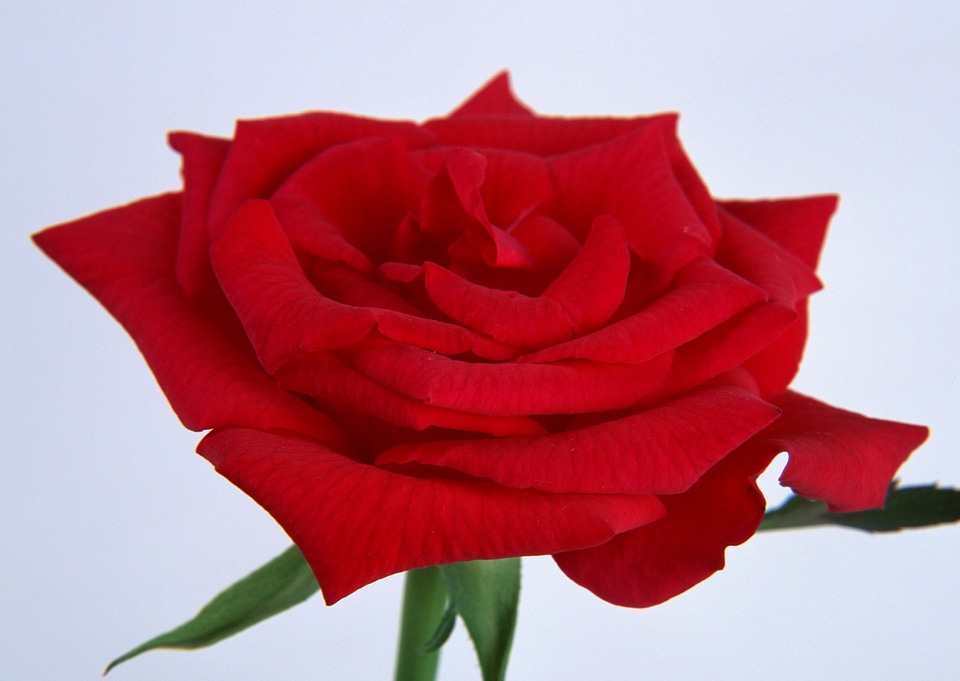 Single beautiful red rose
