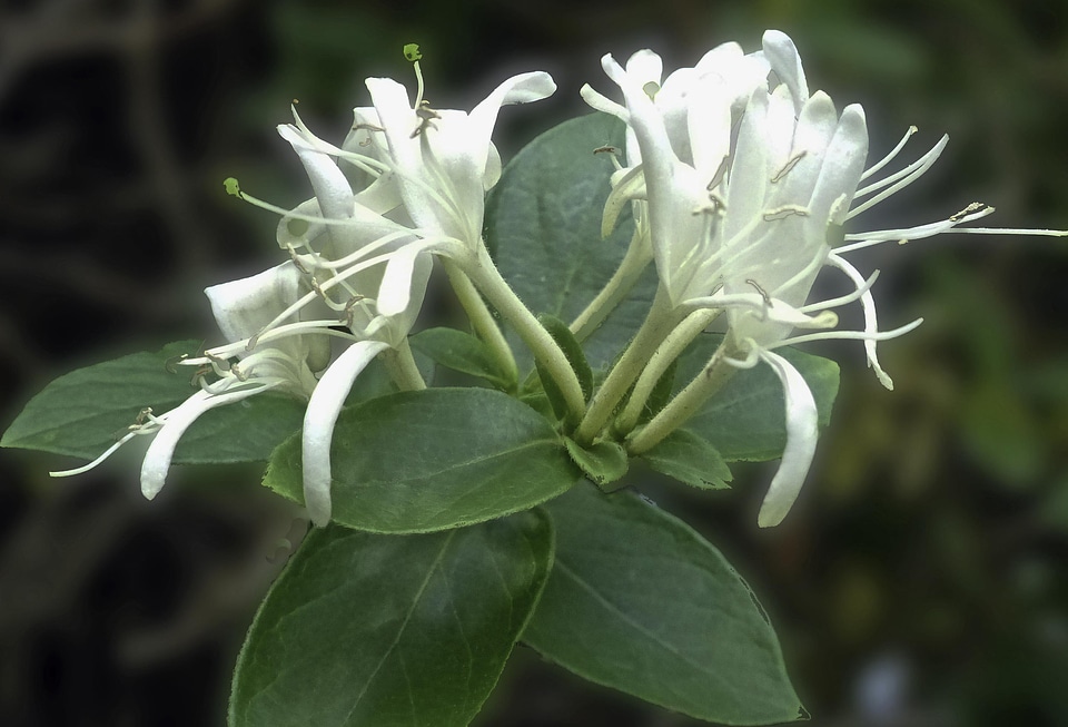 Japanese honeysuckle