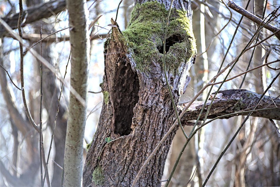 esprit de la forêt