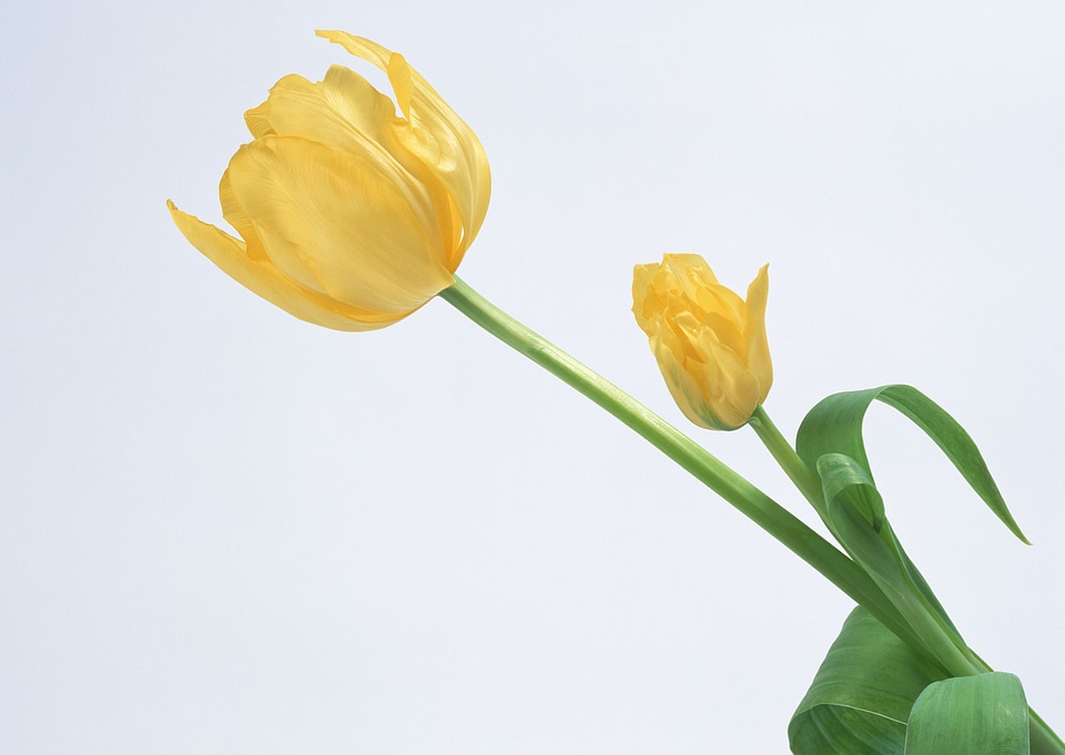 Yellow tulip photo